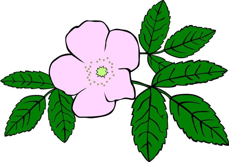 a pink flower with green leaves on a black background, inspired by Masamitsu Ōta, rose-brambles, vectorized, wikipedia, anemones