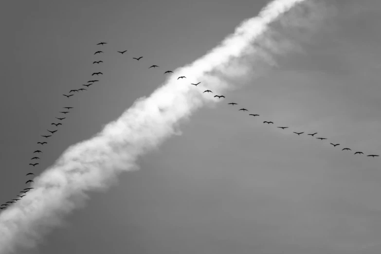 a flock of birds flying through a cloudy sky, a black and white photo, fire breathing geese, modern high sharpness photo