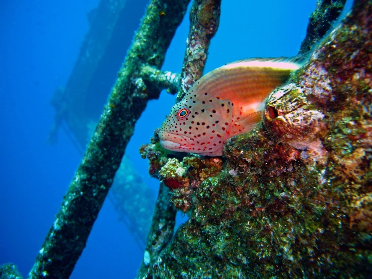 a fish that is sitting on the side of a boat, by Robert Brackman, flickr, coral underwater colorful, bridge, shipwreck, side profile shot