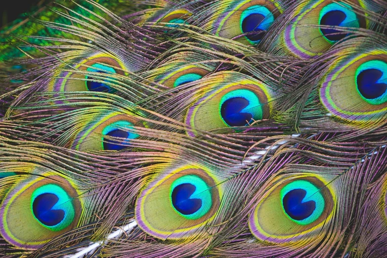 a close up of a bunch of peacock feathers, by Jan Rustem, hong kong, taiwan, eyes are colorful spirals, beautiful iphone wallpaper