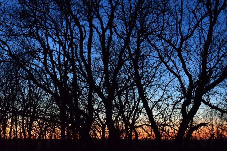 a red fire hydrant sitting in the middle of a forest, by Karl Hagedorn, romanticism, sunset panorama, thin blue arteries, silhouette :7, ((trees))