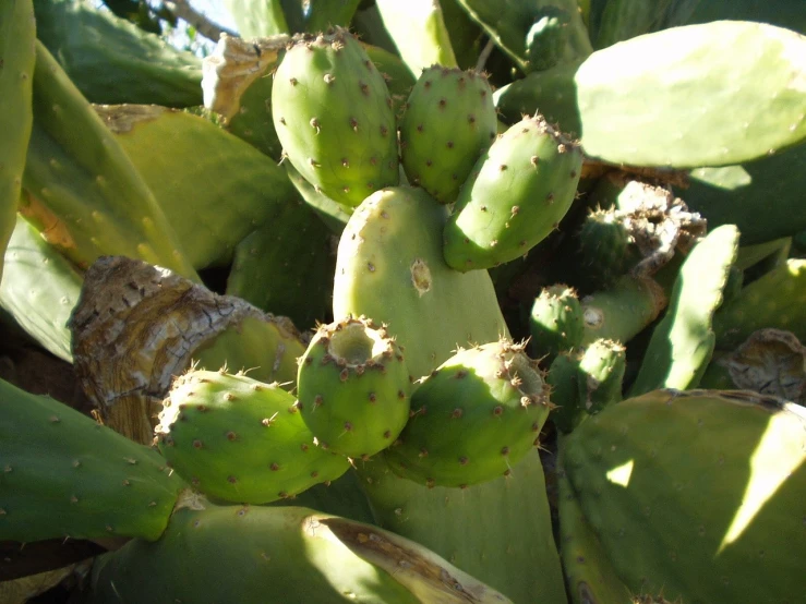 a close up of a cactus plant with green leaves, a photo, by Linda Sutton, flickr, hurufiyya, with fruit trees, morocco, hips, 2 0 1 0 photo