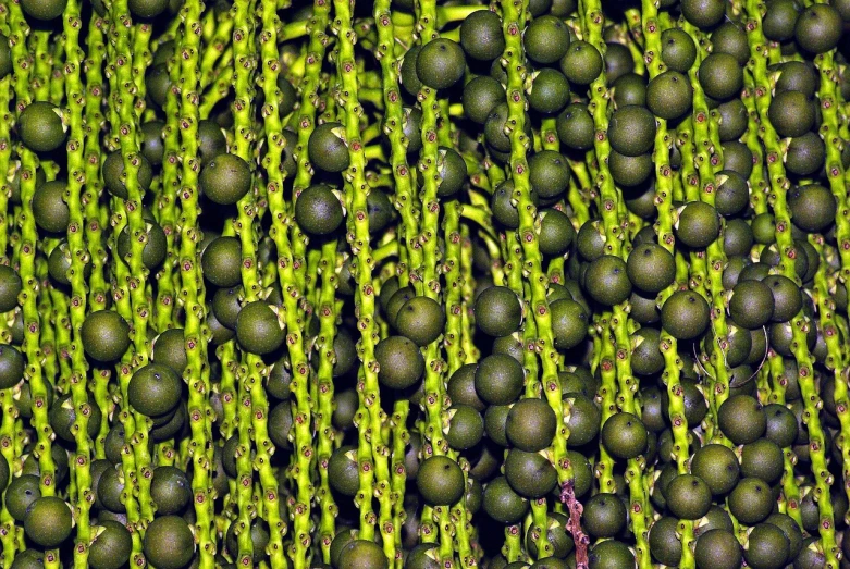 a bunch of green fruit sitting on top of a lush green field, by Jon Coffelt, flickr, hurufiyya, intricate hyperdetail macrophoto, black pearls, made of bamboo, tall kelp