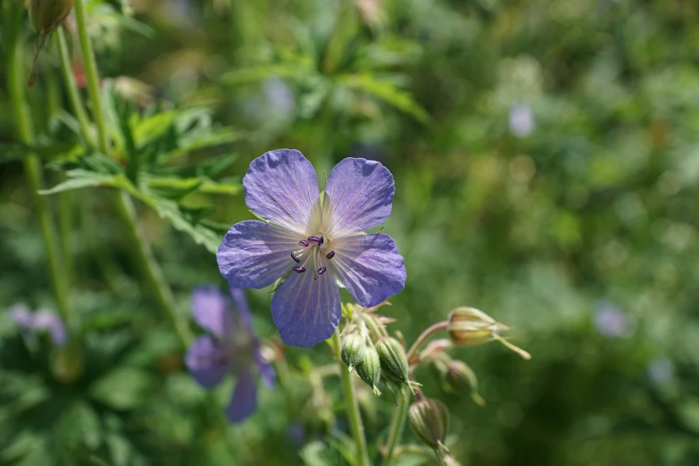 a close up of a purple flower on a plant, by Richard Carline, pale blue, meadows, high angle close up shot, in a woodland glade