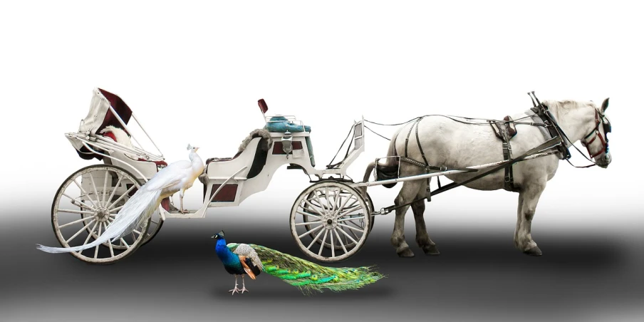 a white horse pulling a carriage with a peacock standing next to it, pixabay contest winner, white background!!!!!!!!!!, digital art animal photo, birds of paradise, website banner