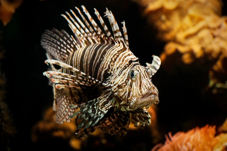 a close up of a fish in an aquarium, hurufiyya, lion fish, view from the side”, best on adobe stock, highly realistic photo