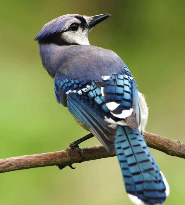 a blue bird sitting on top of a tree branch, by Paul Bird, photograph credit: ap, bluejay, real feather, a tall
