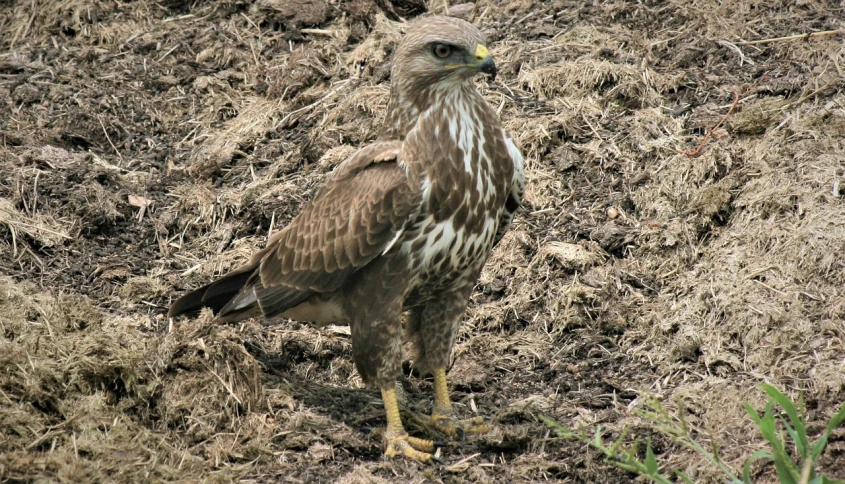 a bird that is standing in the dirt, by Istvan Horkay, flickr, hawk, !female, aged 13, july