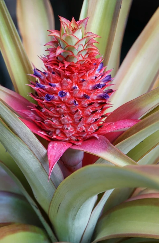 a close up of a flower on a plant, by Robert Brackman, hurufiyya, pineapple, red and purple coloring, cone shaped, long pointy pink nose