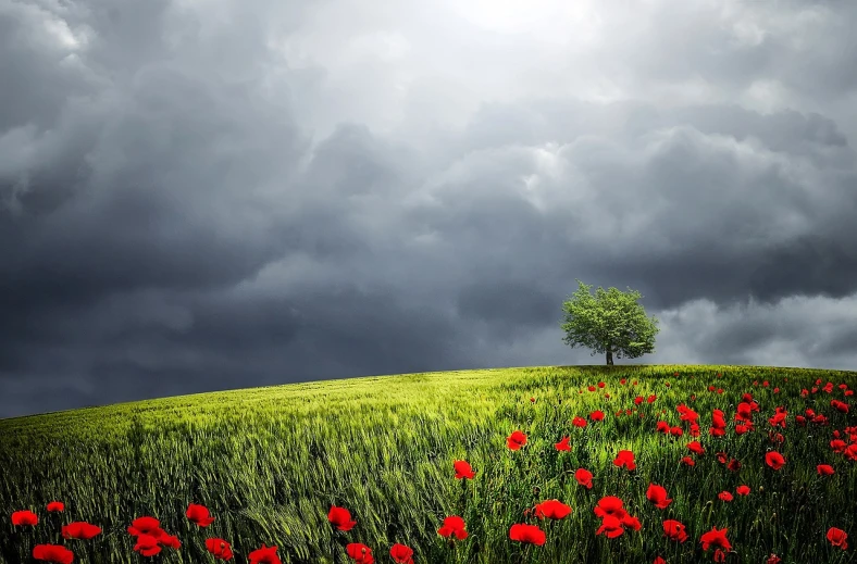 a field full of red flowers under a cloudy sky, a picture, inspired by Igor Zenin, shutterstock contest winner, beautiful iphone wallpaper, lonely tree, green and red plants, storm arriving