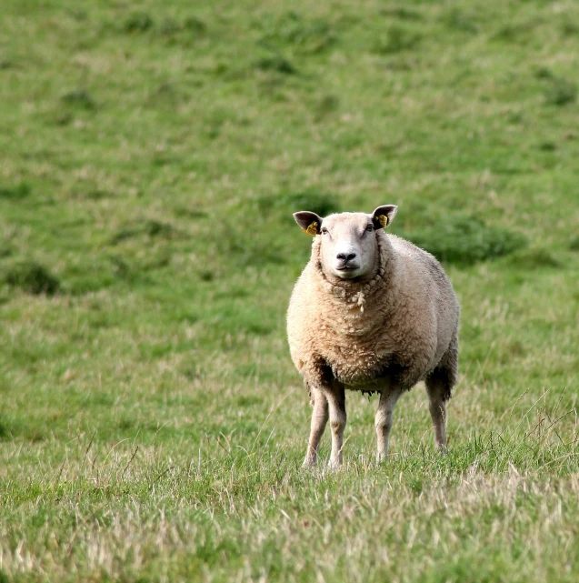 a sheep standing on top of a lush green field, a portrait, stern expression, flash photo, high res photo