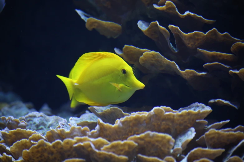 a close up of a yellow fish in an aquarium, synchromism, vacation photo, coral reefs, looking from side!, taken with canon eos 5 d