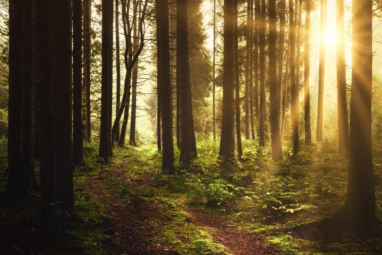 the sun is shining through the trees in the forest, a photo, by Jacob Kainen, shutterstock, god's ways are mysterious, post processed, golden morning light, irish forest