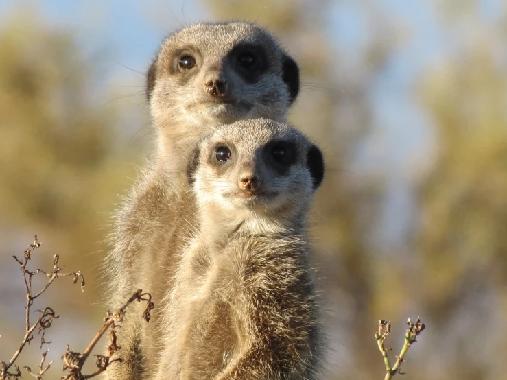 a couple of meerkats standing next to each other, a portrait, by Dietmar Damerau, sun shining, bushveld background, very sharp photo