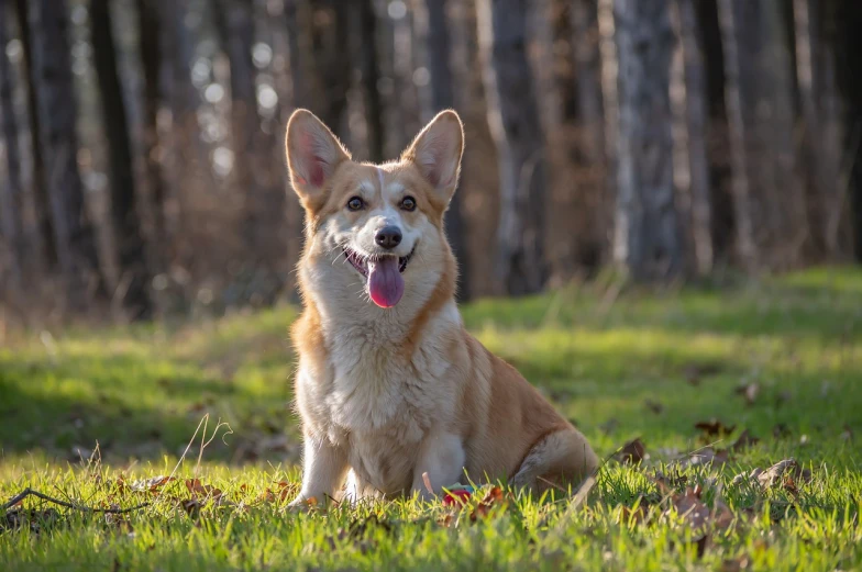 a dog that is sitting in the grass, a portrait, by Sebastian Spreng, shutterstock, corgi, sunny day in the forrest, stock photo, red cheeks