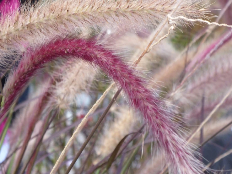 a close up of a bunch of tall grass, a macro photograph, by Robert Brackman, rasquache, pink wispy hair, great red feather, crowd of longhairs, detailed zoom photo