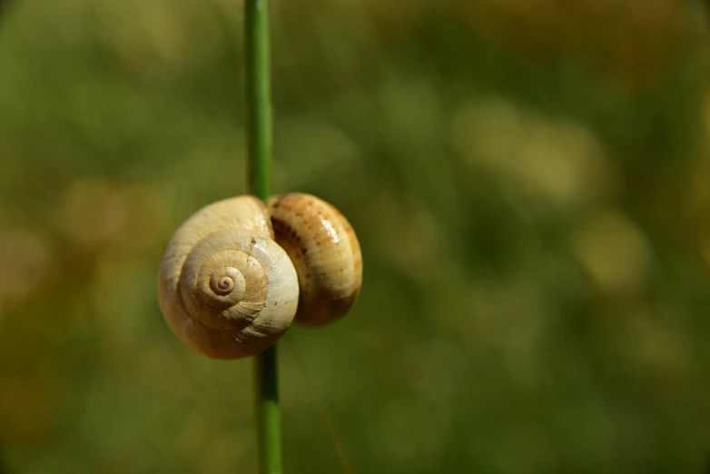 a close up of a snail on a stem, a macro photograph, adult pair of twins, in a meadow, closeup photo