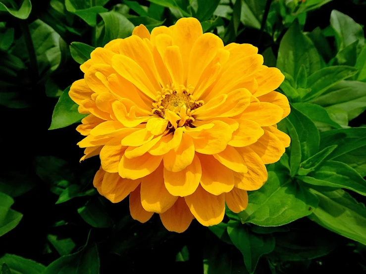 a close up of a yellow flower with green leaves, a picture, by Jan Rustem, orange blooming flowers garden, short golden curls, various posed, a high angle shot