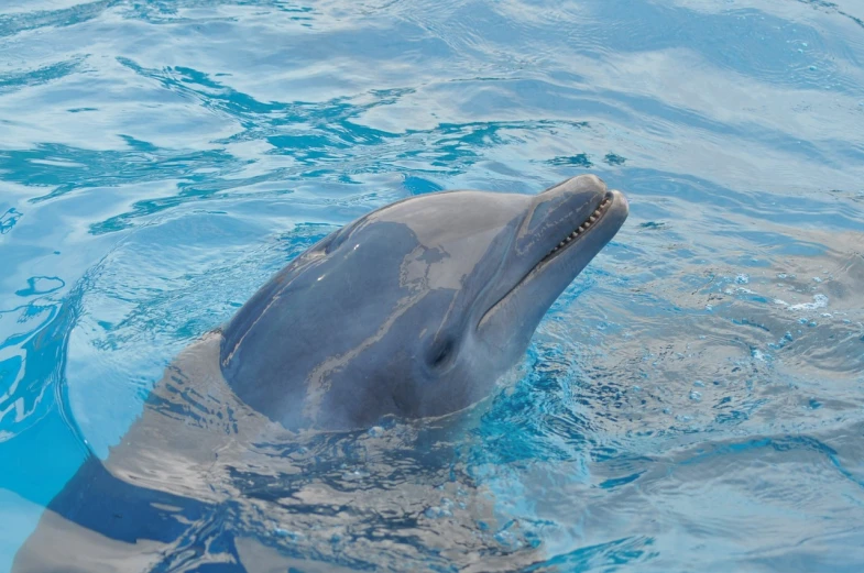 a close up of a dolphin in a body of water, a photo, by Dave Melvin, shutterstock, okinawa churaumi aquarium, january 20th, pretty face!!, morning detail