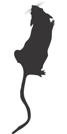 a rat silhouetted against a black background, concept art, reddit, hurufiyya, tail of a lemur, background image, cats! are around, tail slightly wavy