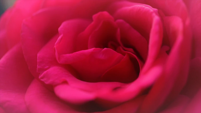 a close up of the center of a pink rose, a macro photograph, by Rhea Carmi, romanticism, in a red dream world, 50mm 4k, very short depth of field, rich deep pink