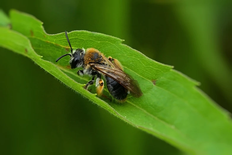 a close up of a bee on a leaf, by Juergen von Huendeberg, shutterstock, male and female, full - length photo, resting, stock photo