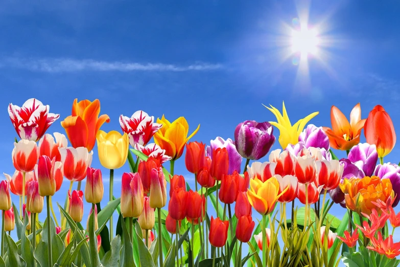 a field of colorful tulips with the sun in the background, a picture, by Hans Schwarz, romanticism, bright sunny day blue sky, stunning screenshot, islamic, full of colour w 1024