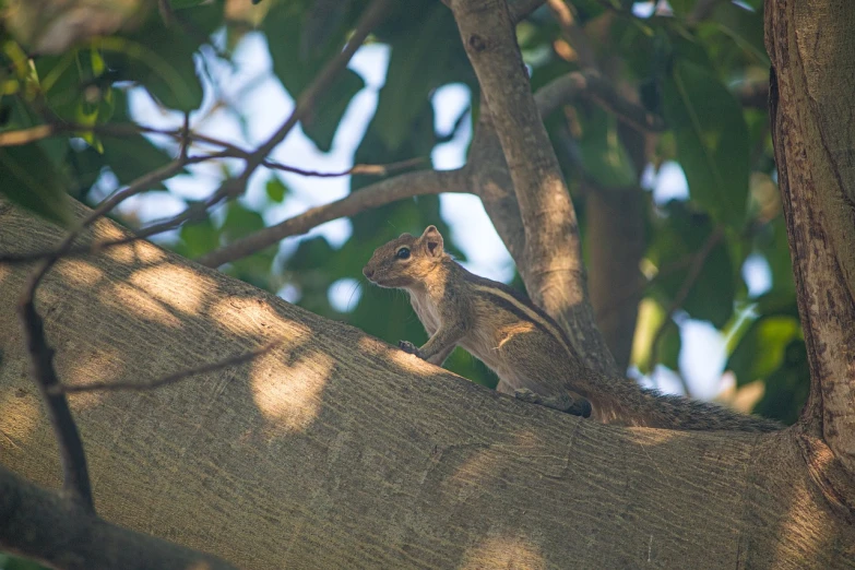 a squirrel sitting on top of a tree branch, shutterstock, sumatraism, india, afternoon time, kuntilanak on bayan tree, elephant shrew