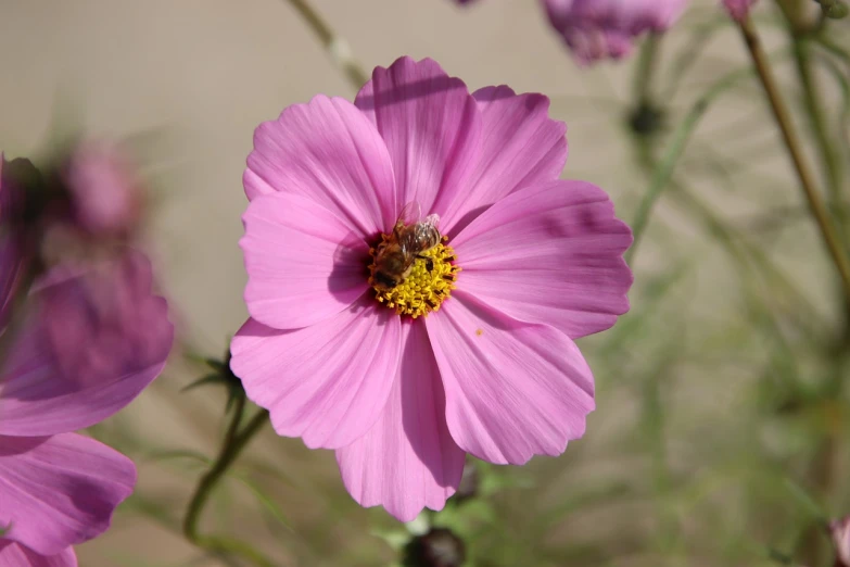 a close up of a pink flower with a bee on it, by Linda Sutton, miniature cosmos, desert flowers, high res photo, shaded