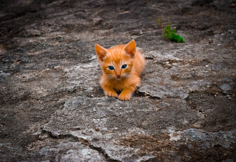 a small orange kitten sitting on top of a rock, by Ivan Grohar, animals in the streets, a high angle shot, eyes!, waiting behind a wall