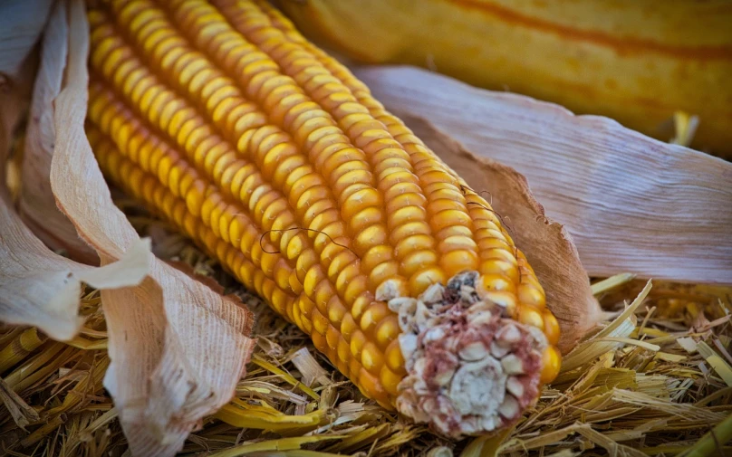 a bunch of corn sitting on top of a pile of hay, by Kathleen Allen, hdr color, sunburn, mineral grains, 1 6 x 1 6