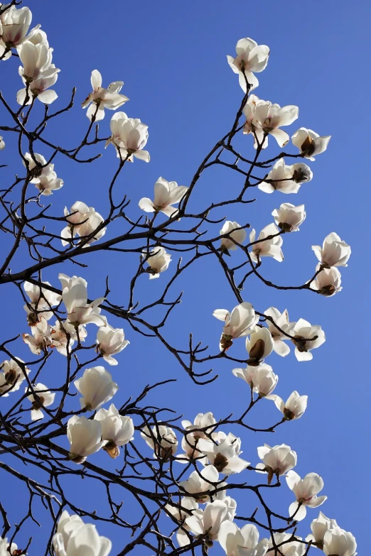 a tree with white flowers against a blue sky, baroque, magnolia big leaves and stems, modern very sharp photo