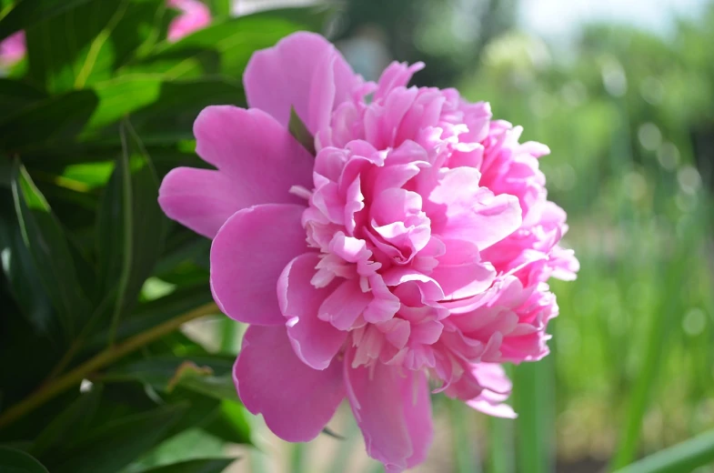 a close up of a pink flower near a fence, a portrait, peony, closeup photo