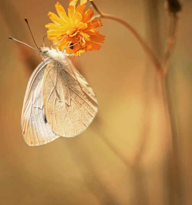 a butterfly sitting on top of a yellow flower, a macro photograph, minimalism, in soft dreamy light at sunset, albino, nitid and detailed background, orange pastel colors