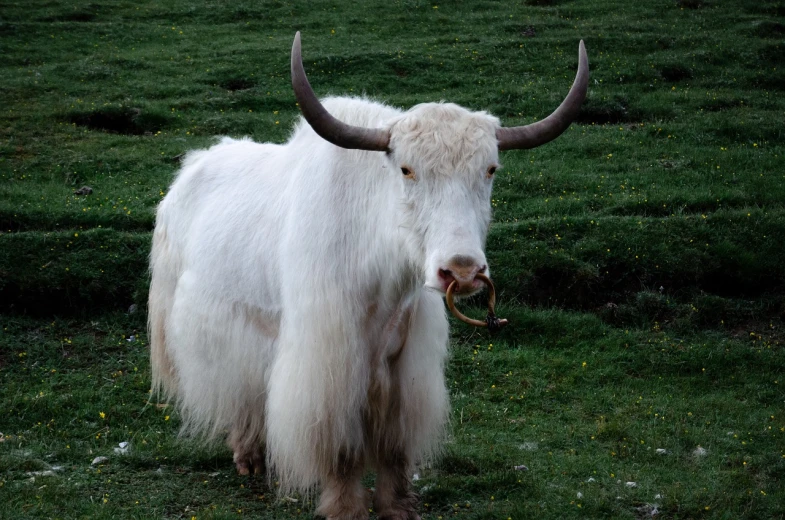 a white yak standing on top of a lush green field, romanticism, horns under his cheek, photo”, high res photo