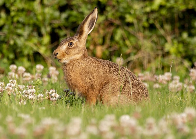 a brown rabbit sitting on top of a lush green field, a portrait, by Richard Carline, phot, last photo