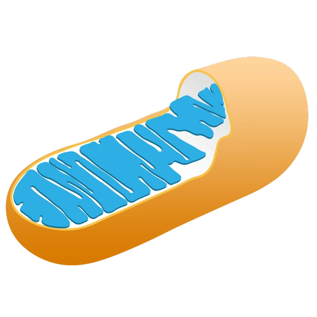 a close up of a germle on a black background, an illustration of, hot dog, membrane, full color illustration, highly capsuled