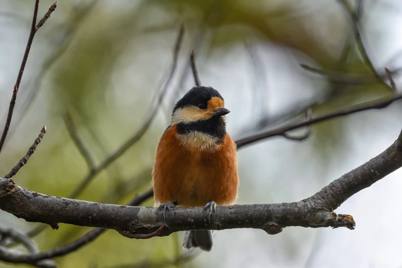 a small bird sitting on top of a tree branch, shutterstock, bauhaus, front portrait, high quality photo, fluffy orange skin, relaxing after a hard day