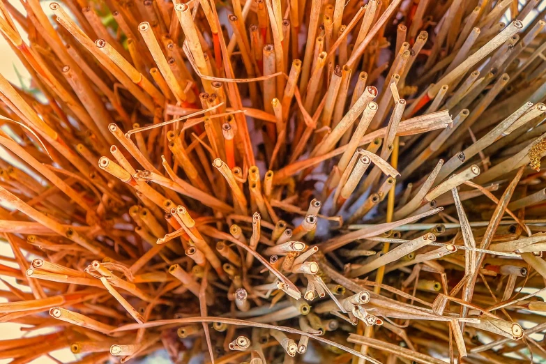 a close up of a bunch of dried grass, a macro photograph, orange pupils, many suckered tentacles. hybrid, made of bamboo, with arteries as roots