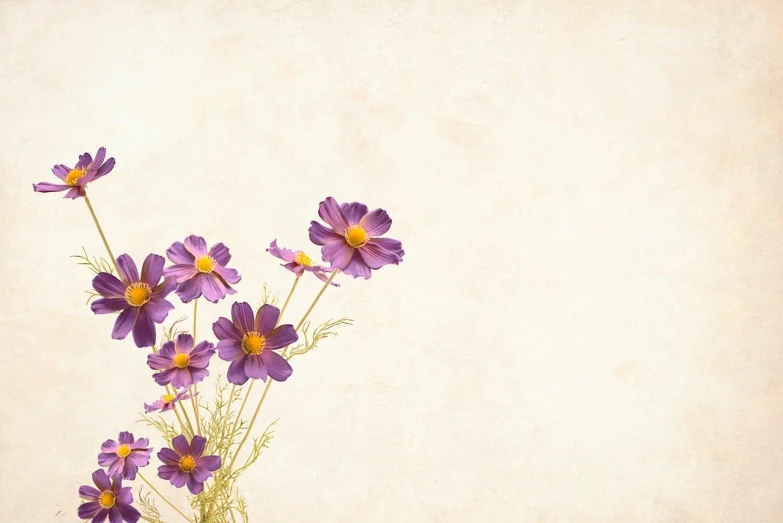 a vase filled with purple flowers on top of a table, a picture, by Liao Chi-chun, trending on pixabay, minimalism, textured parchment background, background image, miniature cosmos, yellow purple