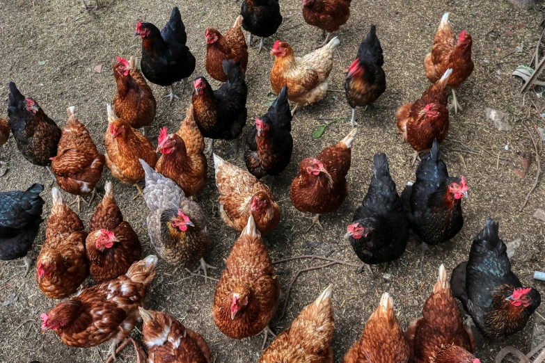 a group of chickens standing next to each other, a portrait, by Linda Sutton, shutterstock, photo taken from above, birds are all over the ground, high quality product image”, brown