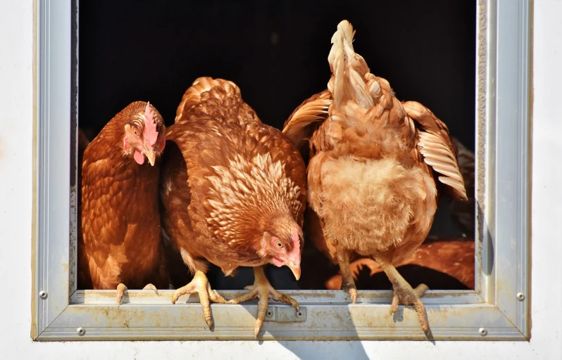 a group of chickens standing on top of a window sill, a picture, shutterstock, reddish - brown, local close up, stock photo