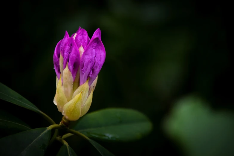 a close up of a purple and yellow flower, inspired by Hirosada II, shutterstock, renaissance, against dark background, pink and green, small depth of field, under rain