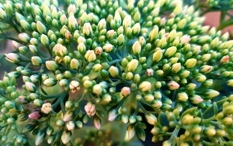 a close up of a bunch of green flowers, precisionism, megascans texture, sprouting, iphone photo, very very very ultradetailed