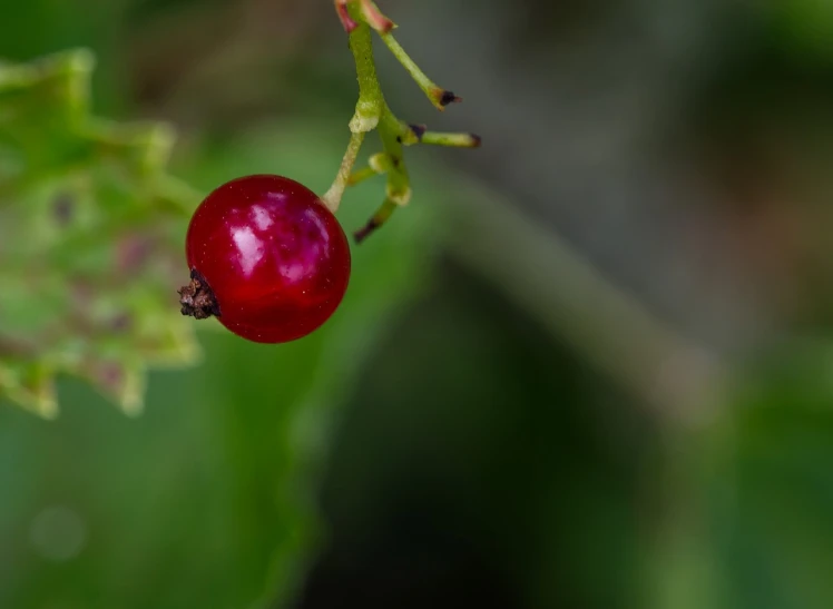 a close up of a berry on a plant, a macro photograph, color ( sony a 7 r iv, img _ 9 7 5. raw, short telephoto, cherry