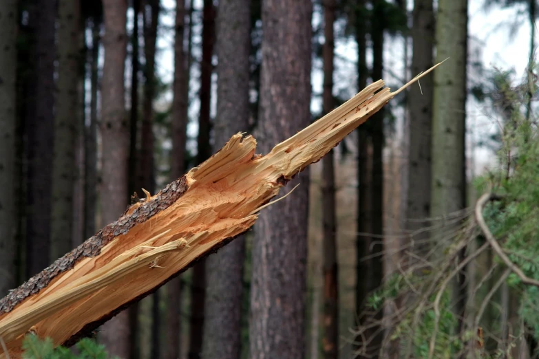 a fallen tree in the middle of a forest, a photo, by Werner Gutzeit, detailed sharp focus, broken antenna, istockphoto, gooey skin