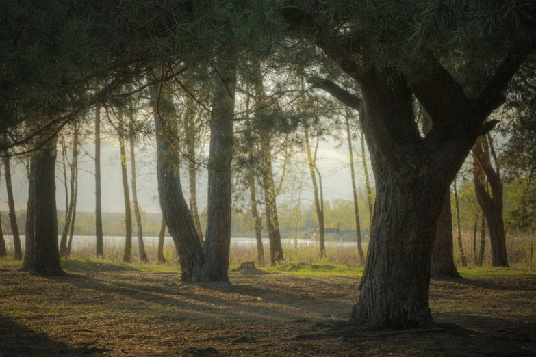 a forest filled with lots of trees next to a body of water, by Eglon van der Neer, shutterstock, tonalism, arrendajo in avila pinewood, large tree casting shadow, stock photo