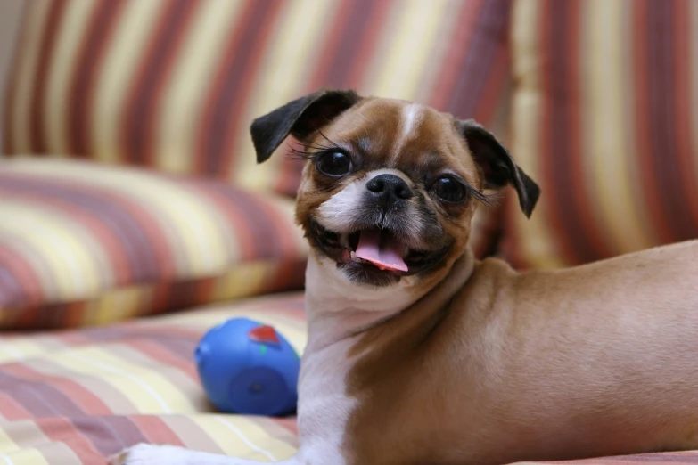 a brown and white dog laying on top of a bed, by Juan O'Gorman, shutterstock, fine art, holding a pug for a picture, sitting on the couch, with a beautifull smile, bubbles ”