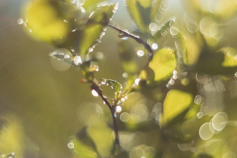 a close up of a plant with water droplets on it, by Jan Rustem, shutterstock, autumn sunlights, hyperdetailed twigs and plants, springtime morning, bathing in light