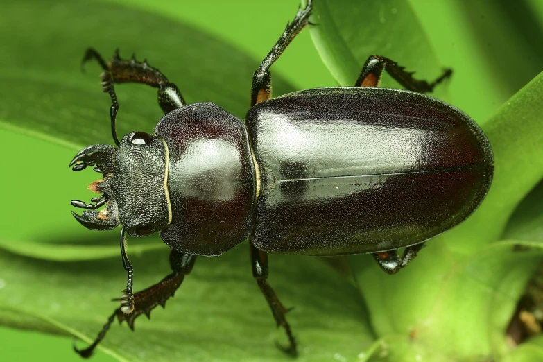 a close up of a beetle on a leaf, a macro photograph, shutterstock, higly detailed dark, halyomorpha halys, promo photo, proteus vulgaris